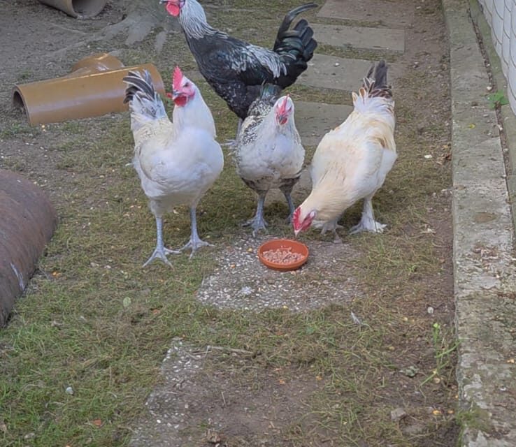 Jungvolk sucht Zuhause