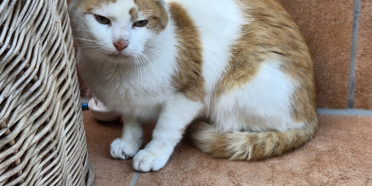 Jörg