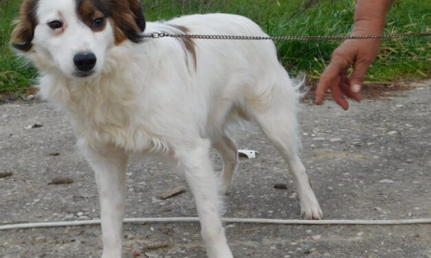 Mein Hund hat Angst