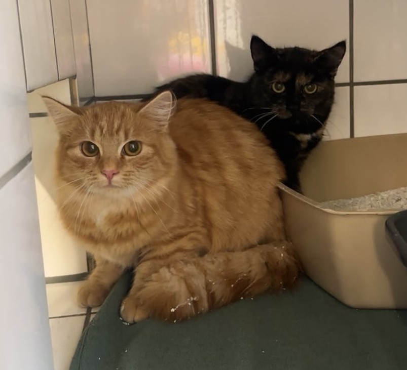 Box 5 2 Kater