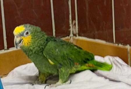 Coco