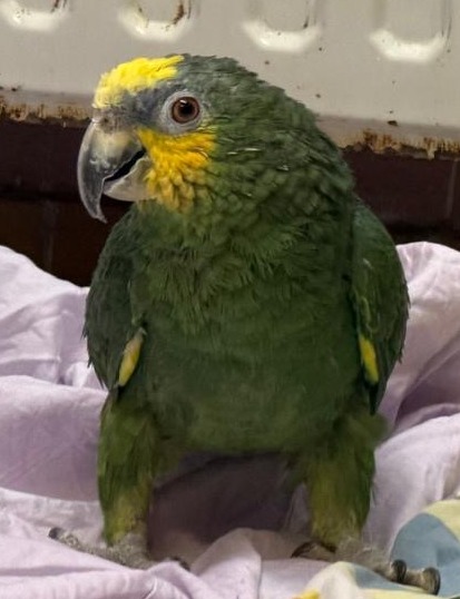 Coco1