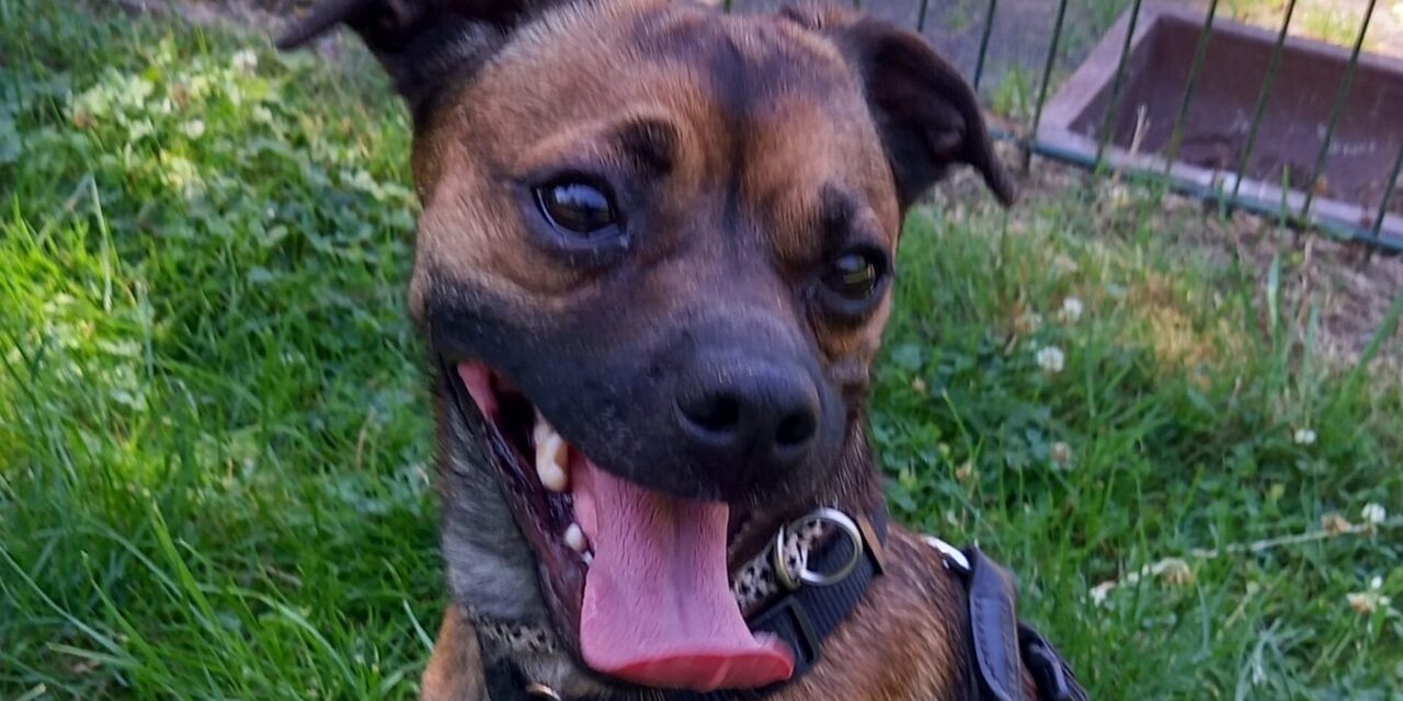 Cooper