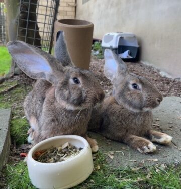 Dumbo und Dodo / reserviert