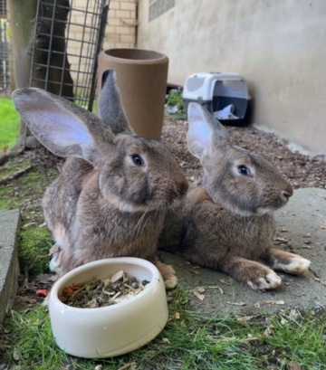 Dumbo und Dodo / reserviert