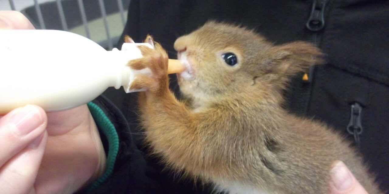 Hilfe für Wildtiere