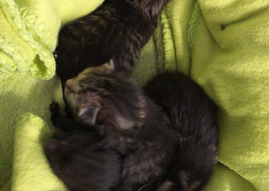 Wir brauchen Hilfe!