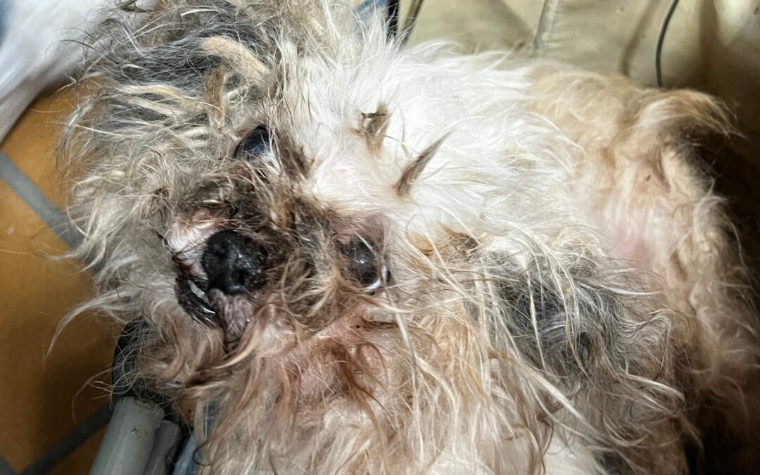 Todkranker Hund gefunden!