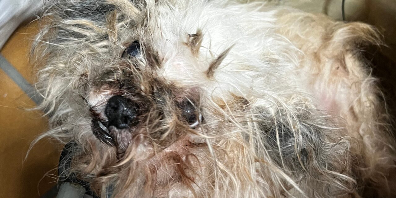 Todkranker Hund gefunden!