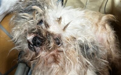 Todkranker Hund gefunden!