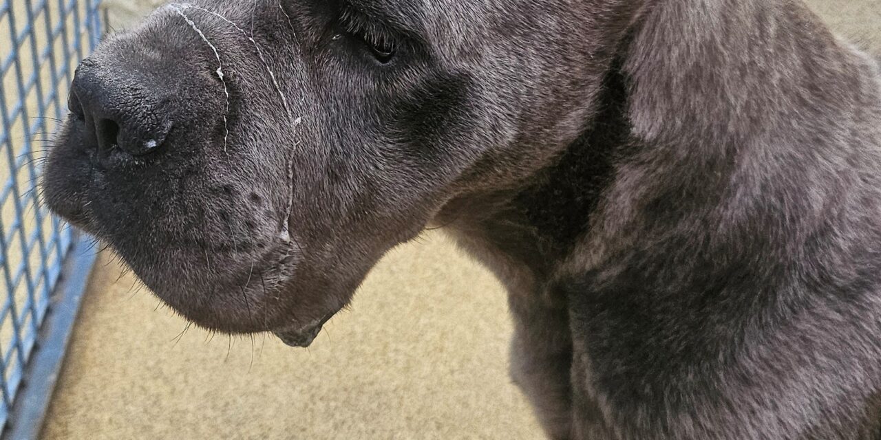 Hera