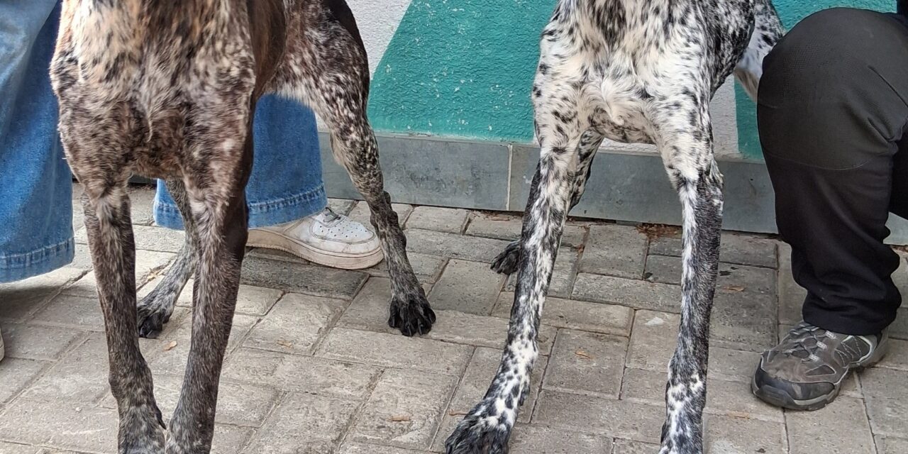 Luna und Pepper