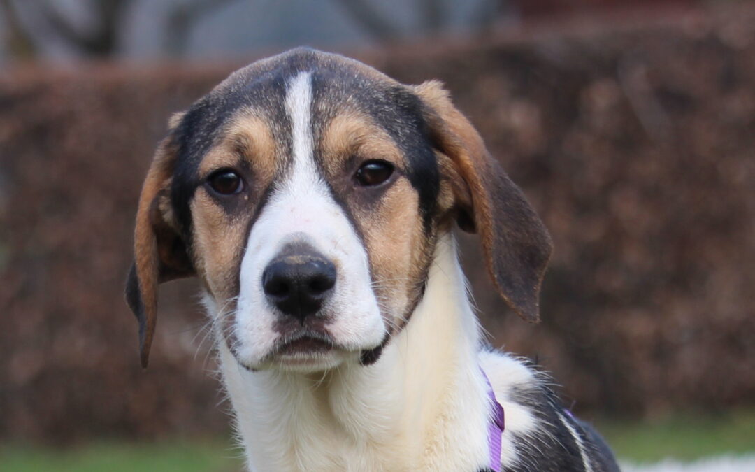 Pandora (reserviert)