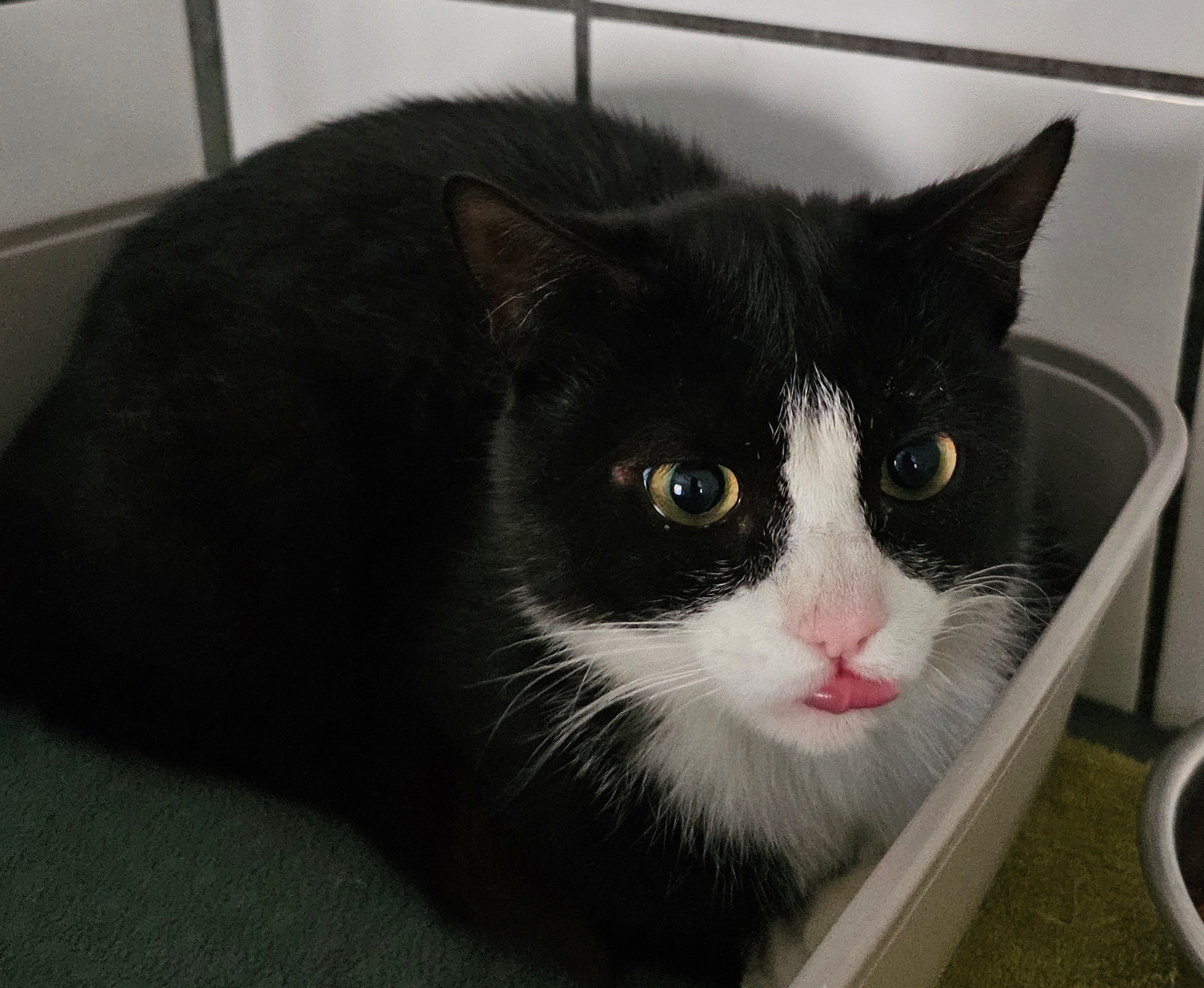 Kater Chaplin2
