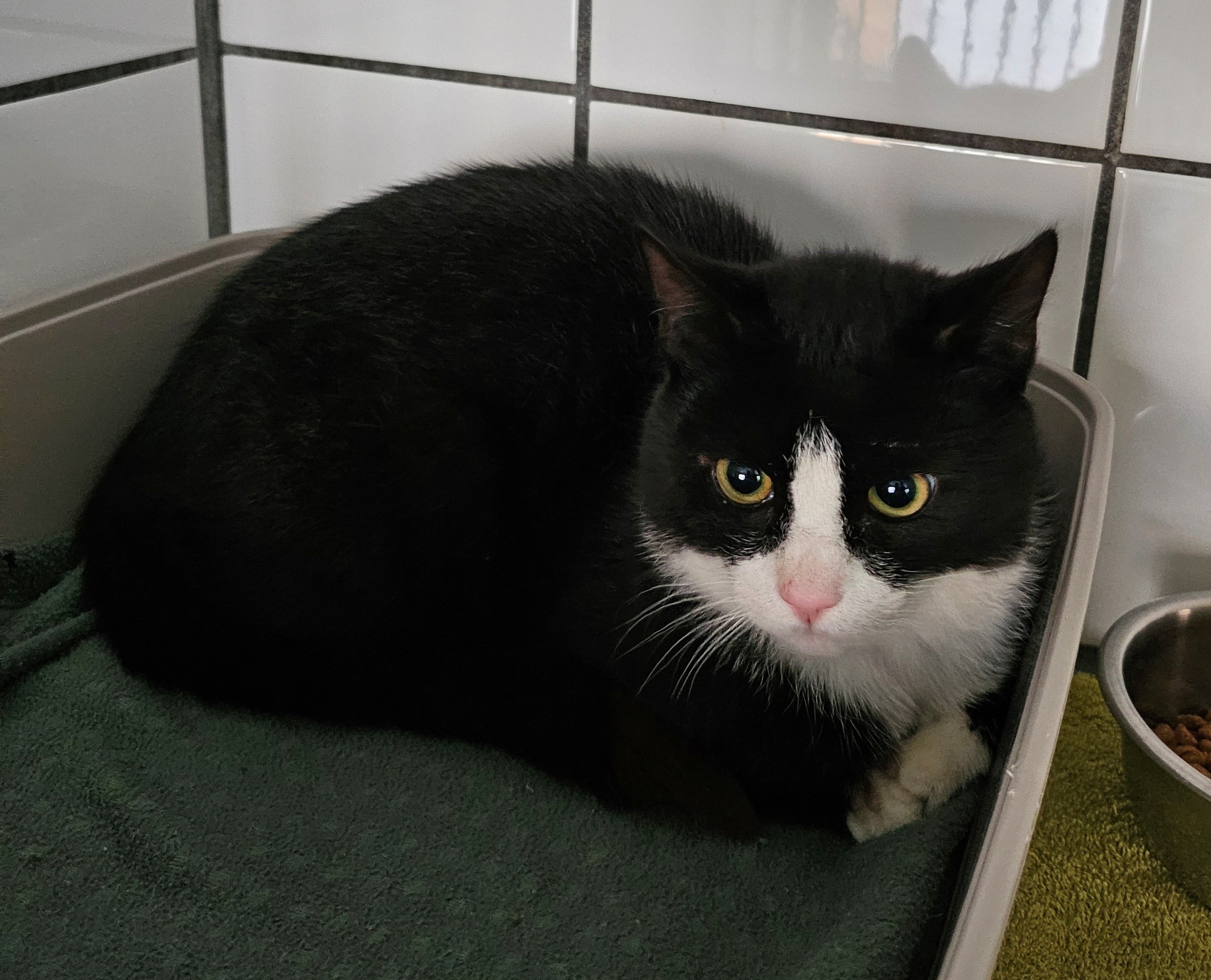 Kater Chaplin3
