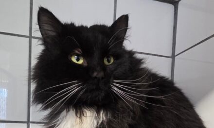 Diego (gerne mit Dirka)