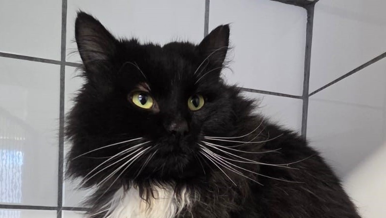 Diego (gerne mit Dirka)