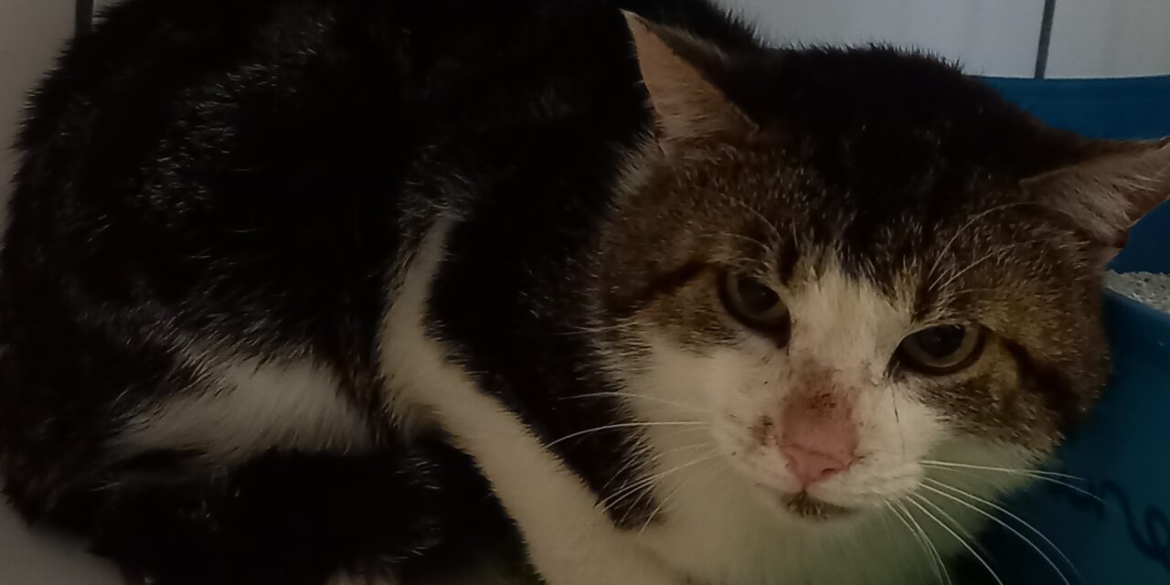 Findus