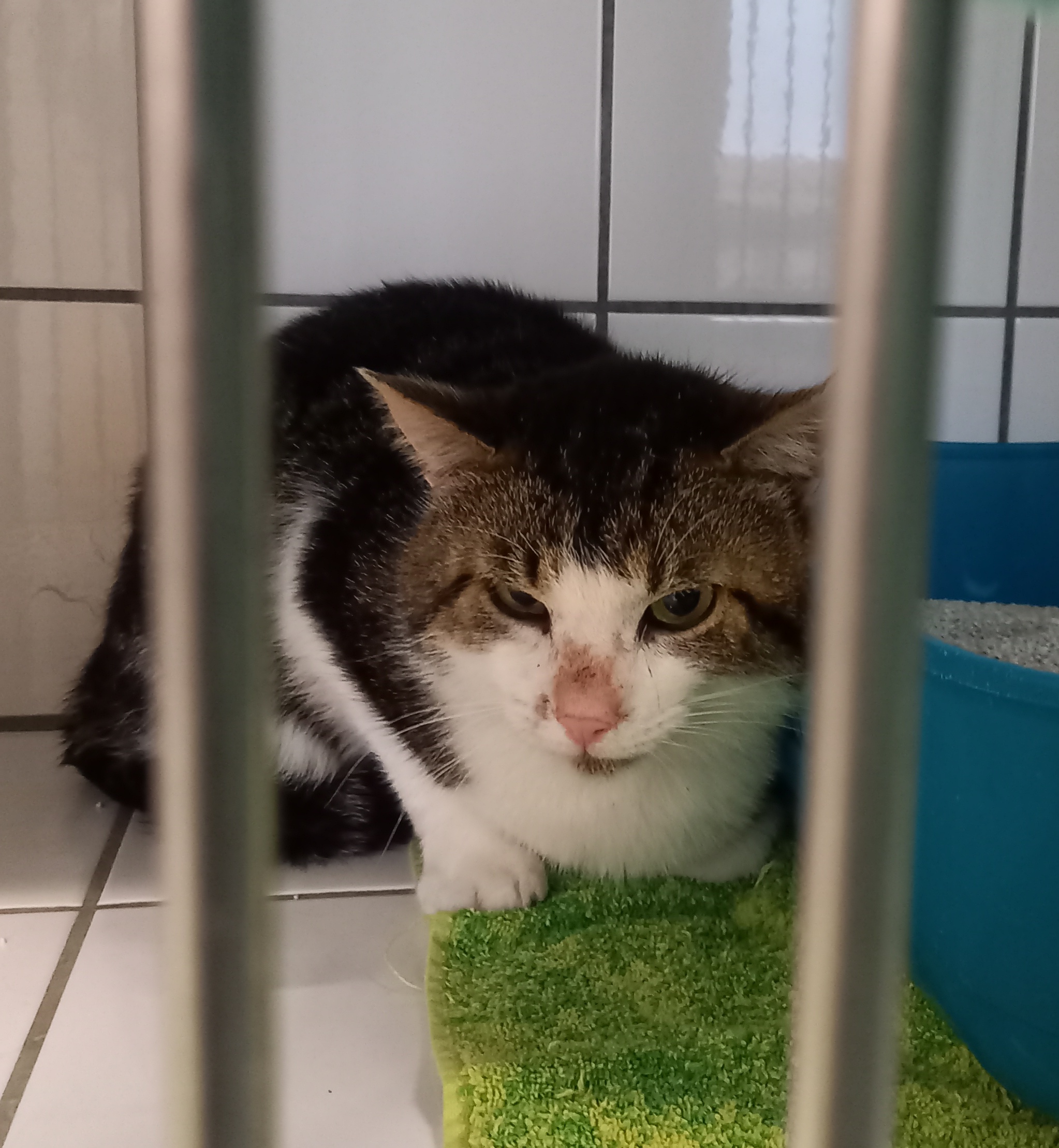 Kater Findus