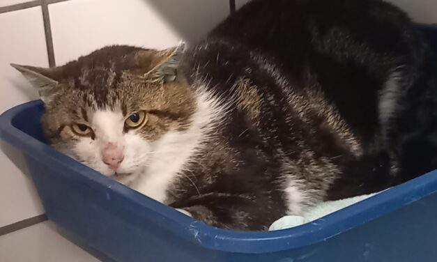 Findus