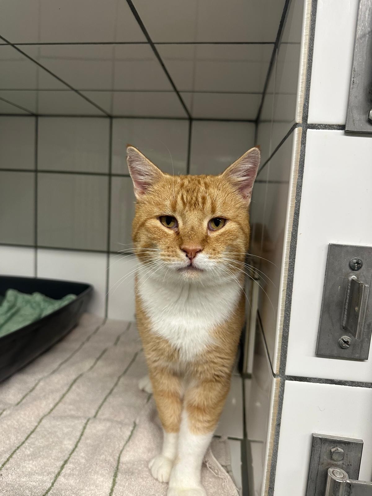 Kater Fred 1