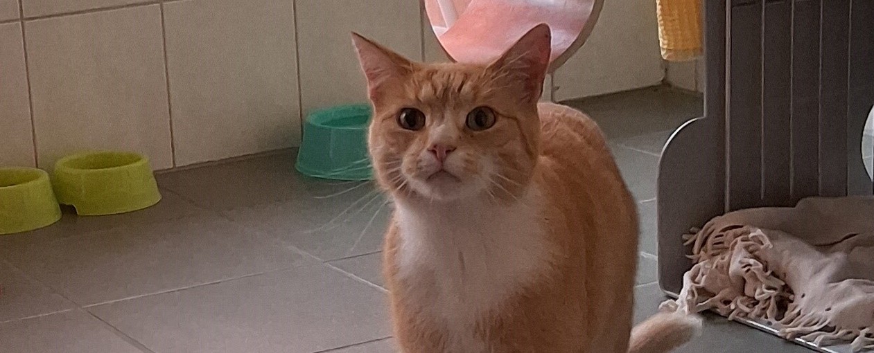 Freddi (reserviert)