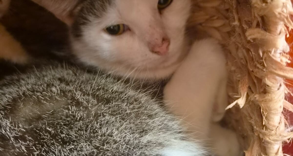 Kitty und Gismo