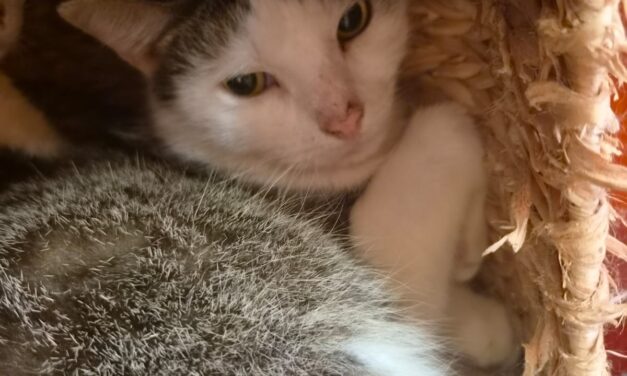 Kitty und Gismo