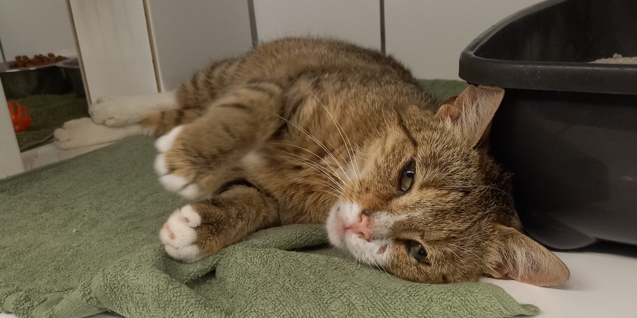 Leo