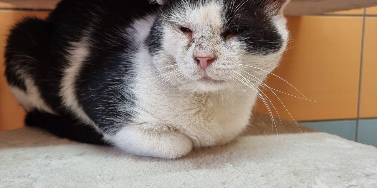 Leo