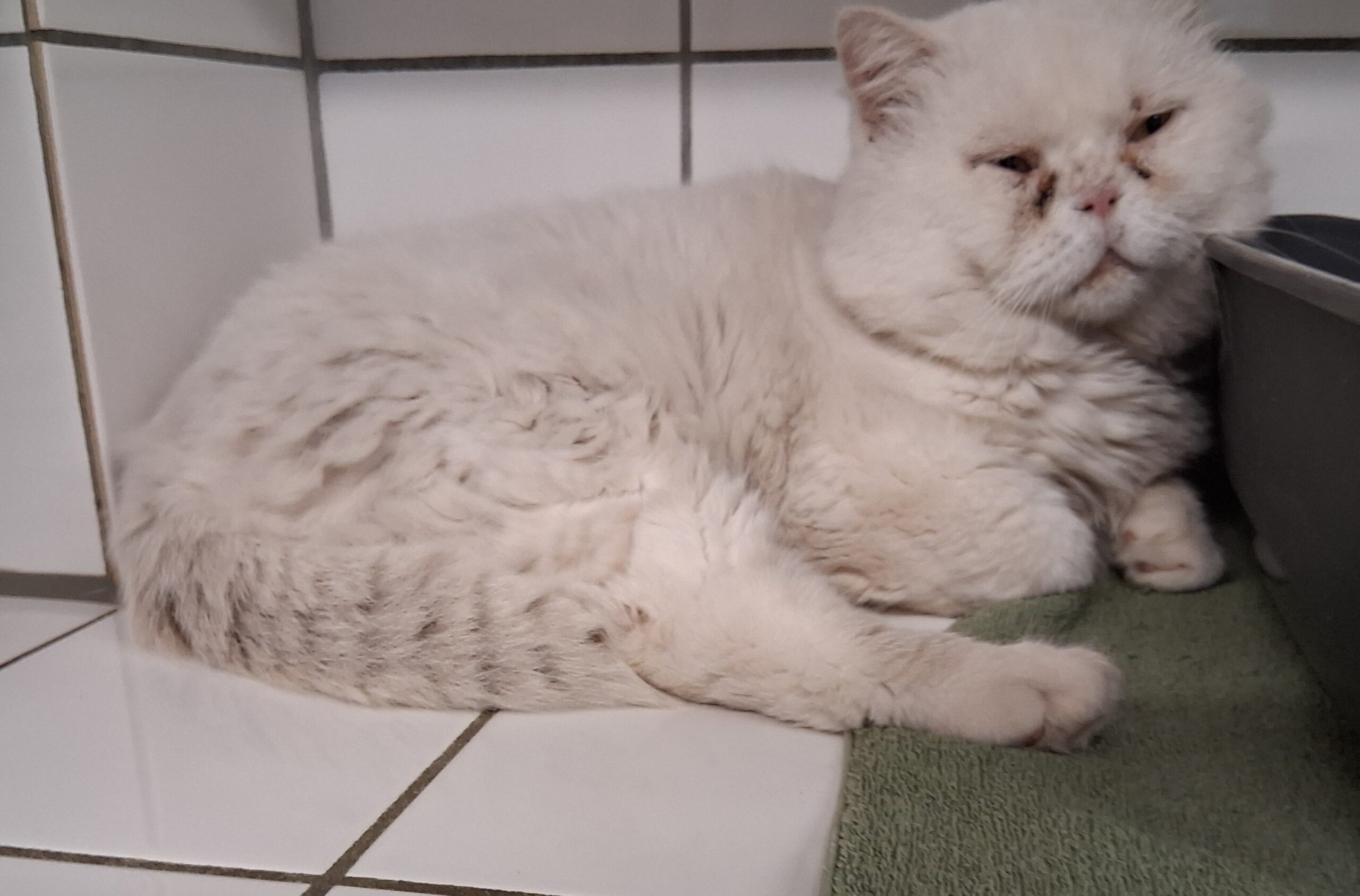 Kater Ludwig
