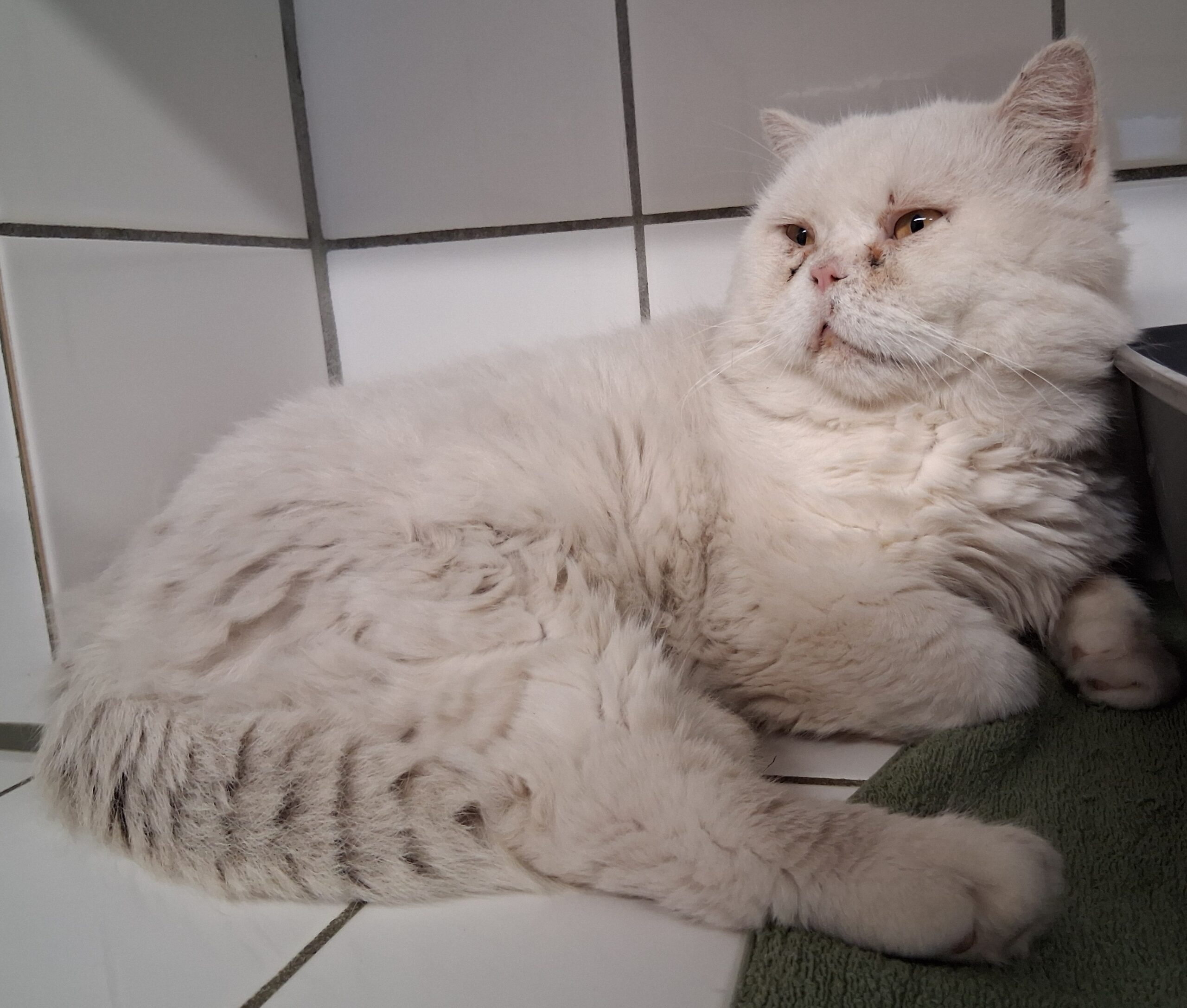 Kater Ludwig1