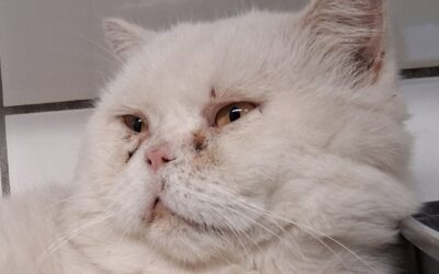 Ludwig