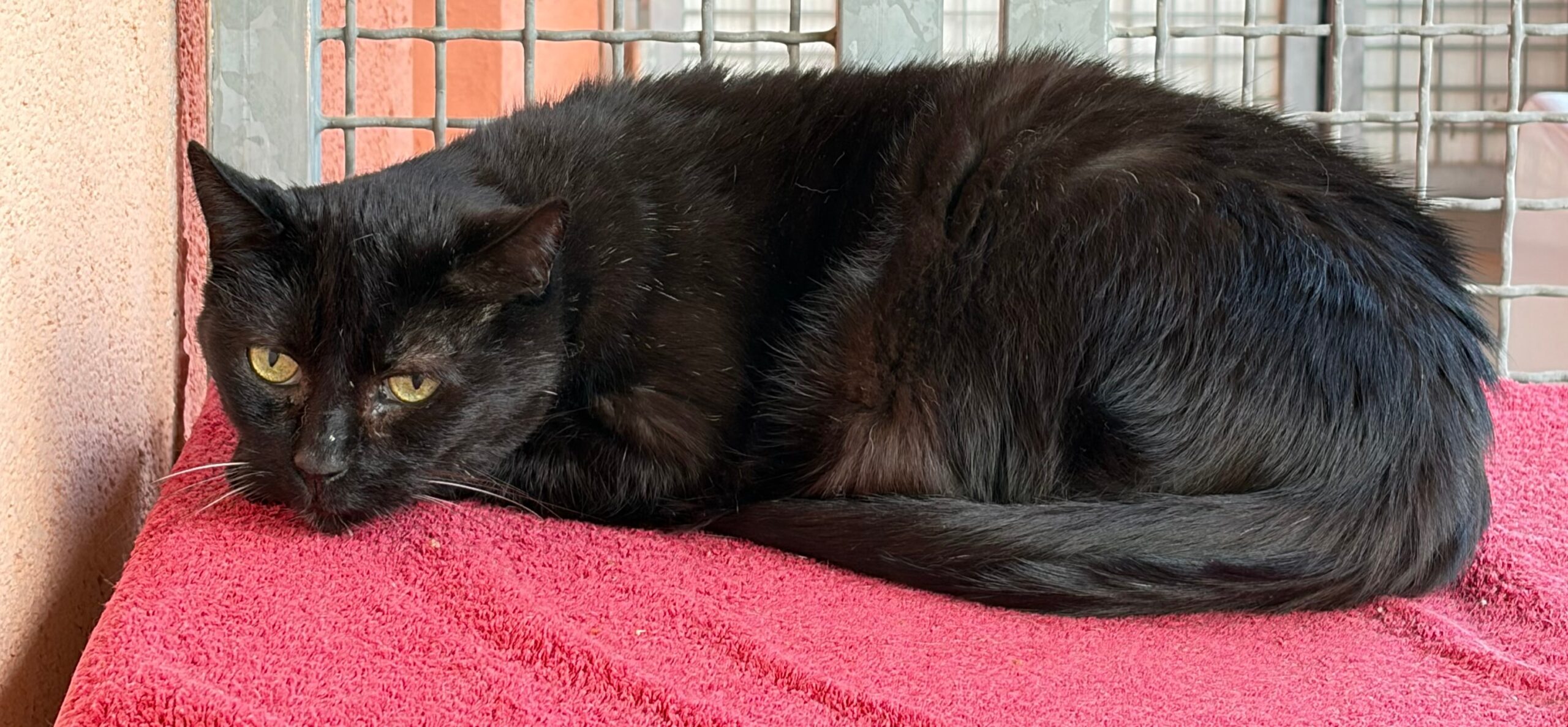 Kater Odin