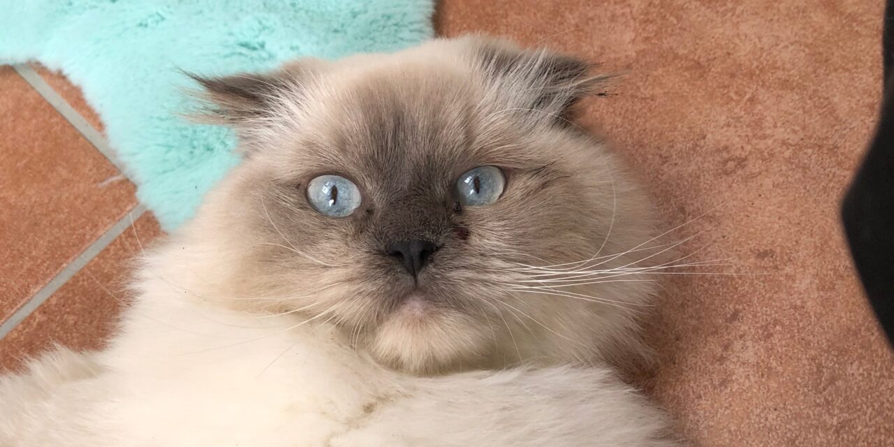 Pablo