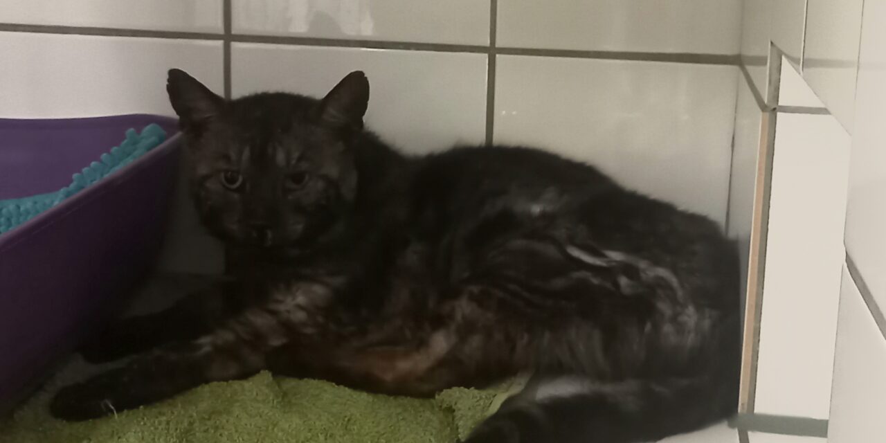 Rafael