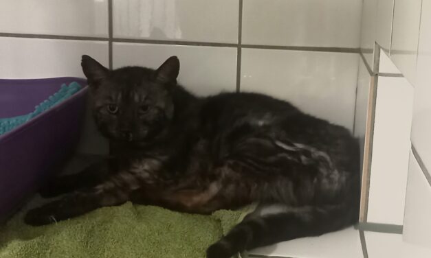 Rafael
