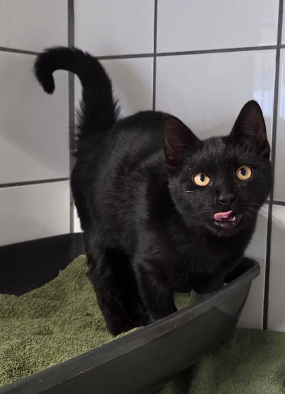 Kater Sammy1