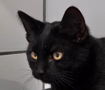Sammy