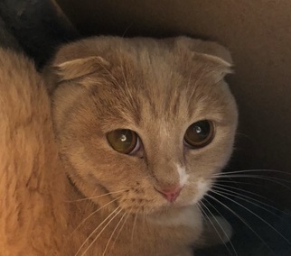 Simba