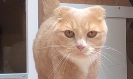 Simba