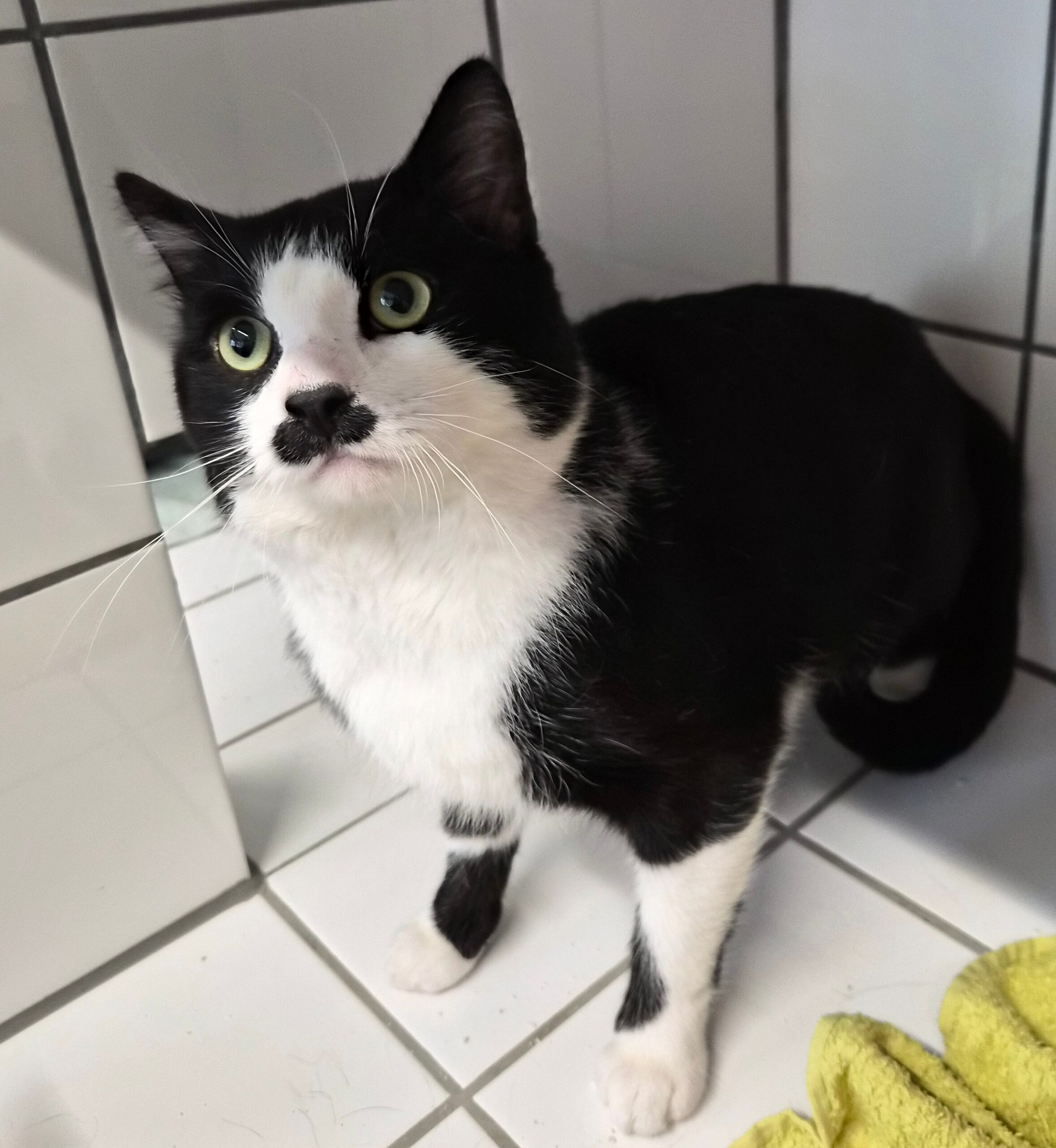 Kater Zemra