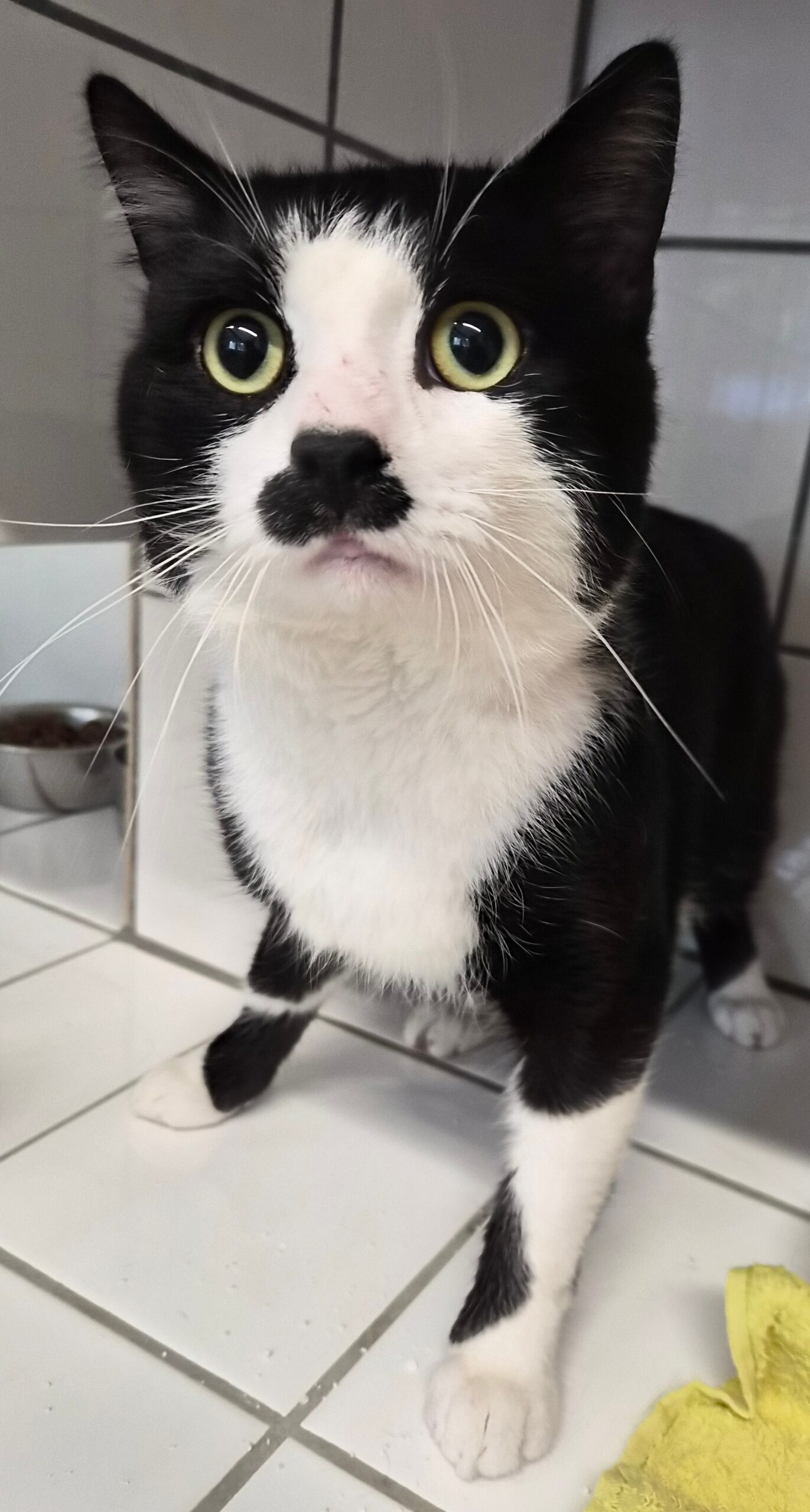 Kater Zemra1