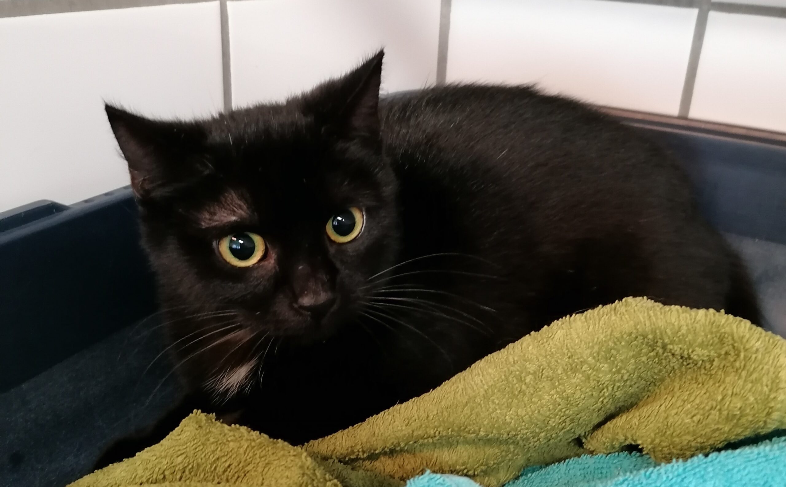 Katze Anette