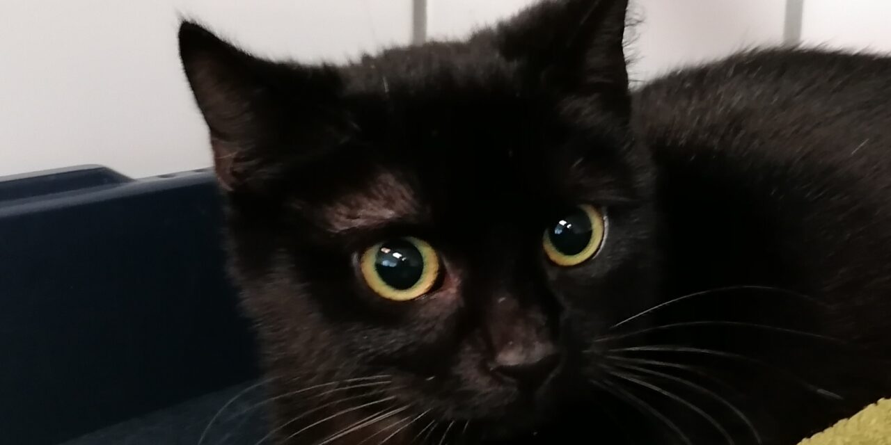 Anette