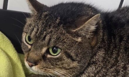 Dirka (gerne mit Diego)