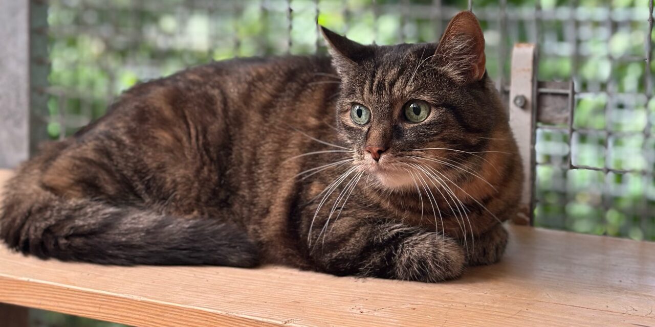 Katzen-Oma FIBI