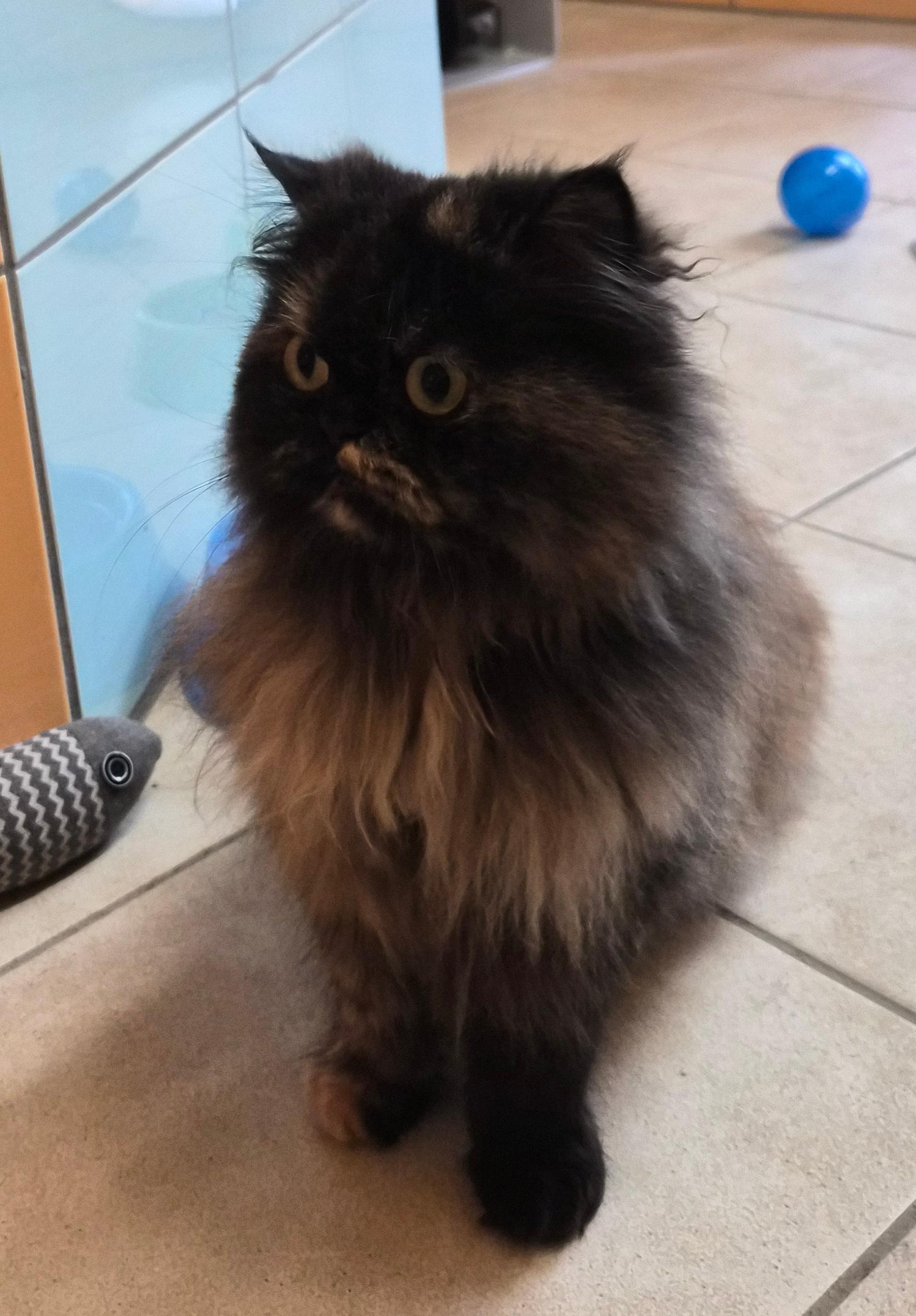 Katze Fluffy