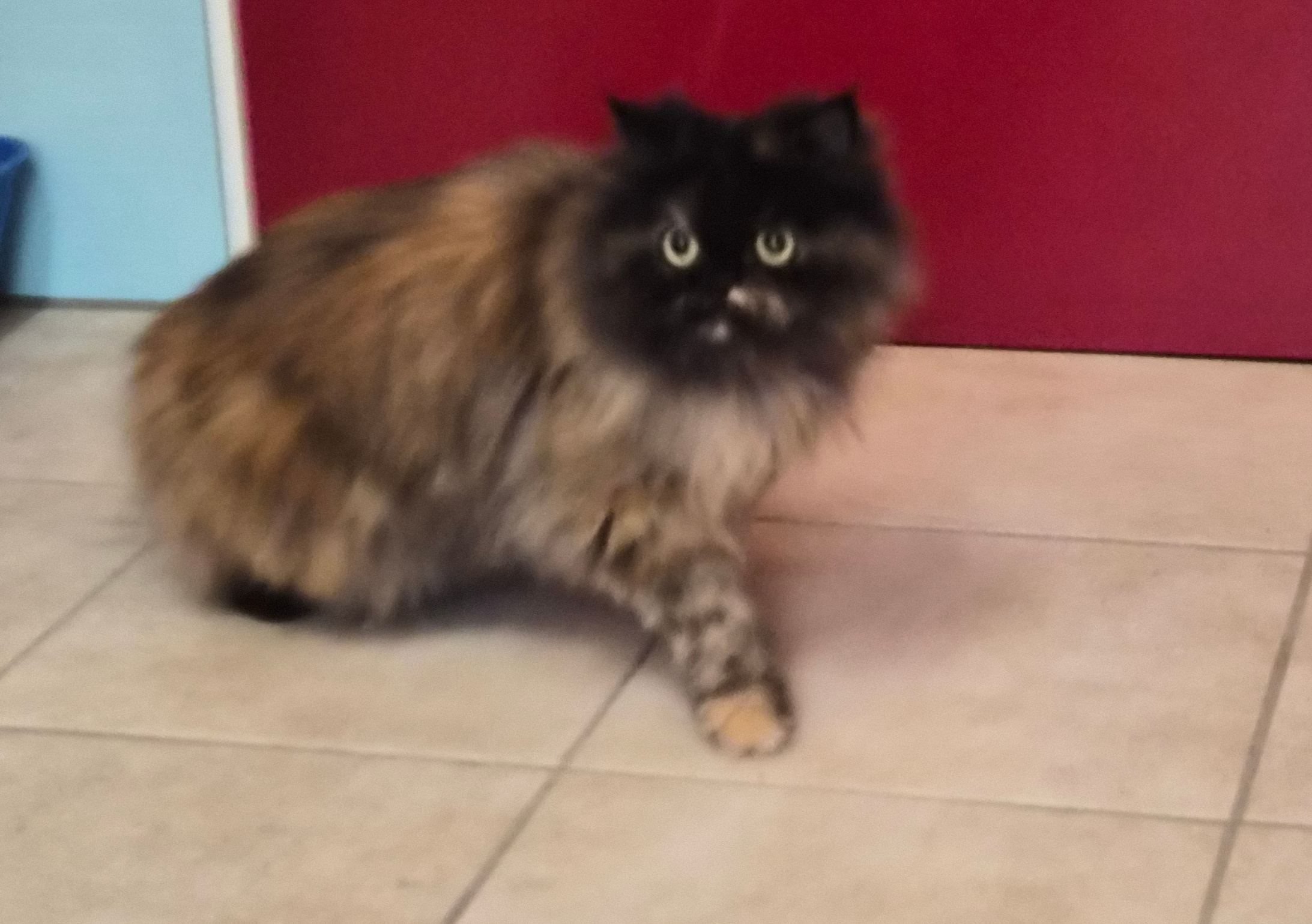 Katze Fluffy1