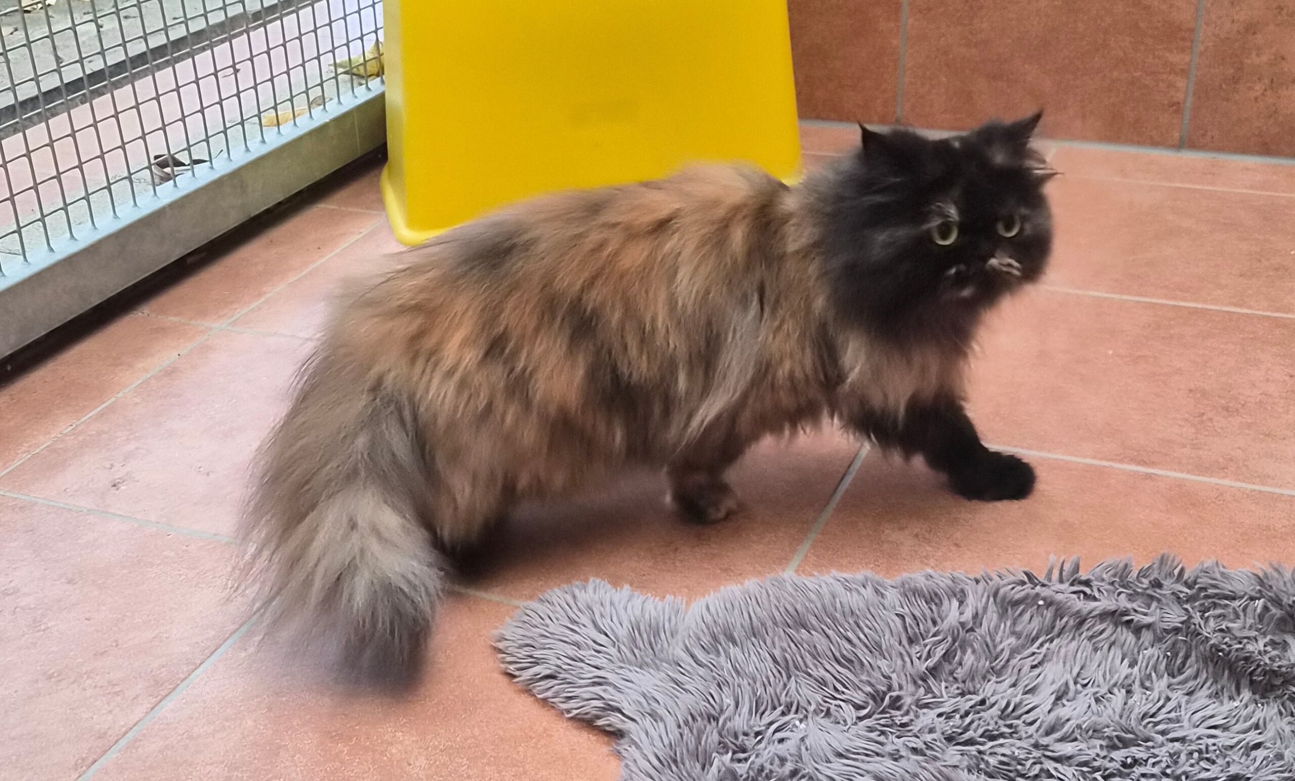 Katze Fluffy2